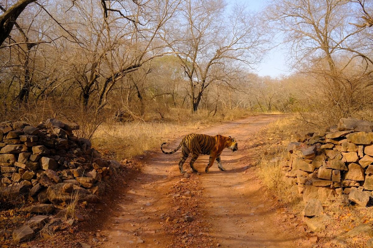 Shakti, una delle circa 80 tigri del Parco Nazionale di Ranthambore.