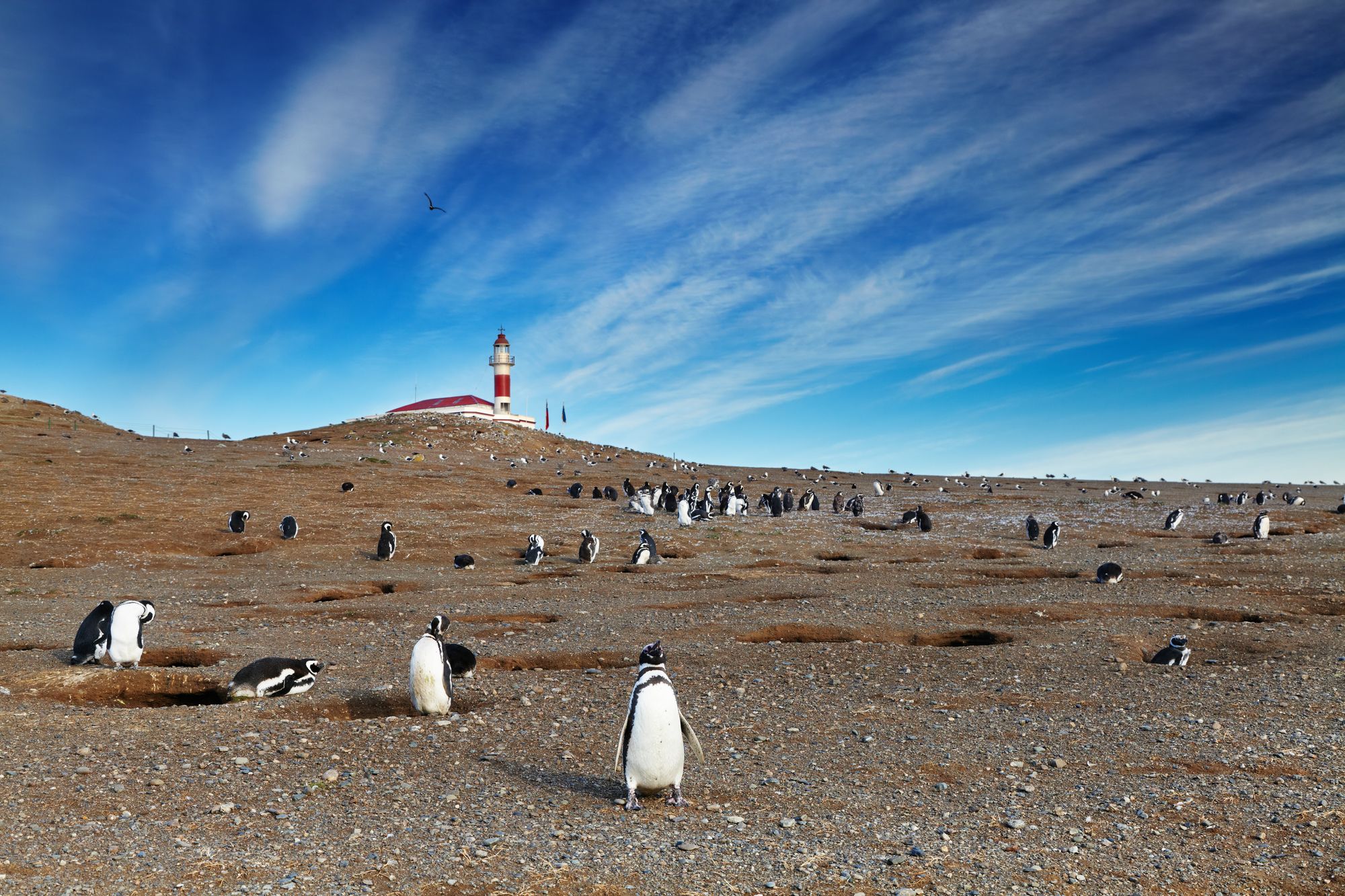 Una colonia di Pinguini di Magellano sull’Isla Magdalena, Cile ©Dmitry Pichugin/500px