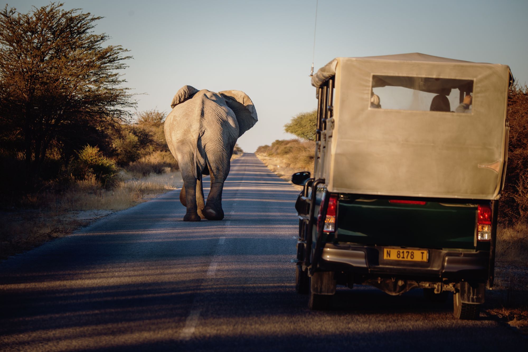 Safari in macchina in Namibia