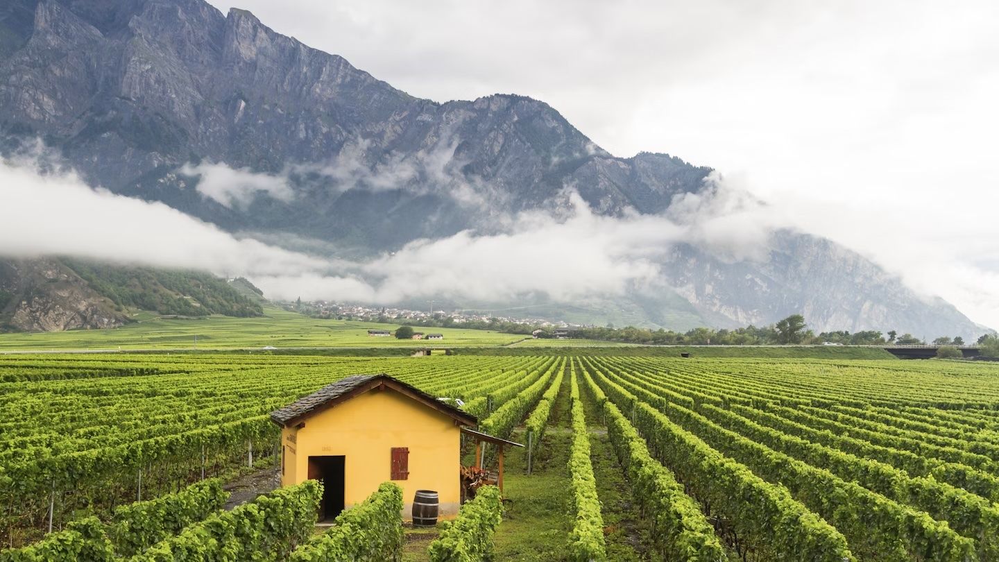 Il Canton Vallese offre cime vertiginose, villaggi incantevoli e vigneti (come quelli intorno a Sierre). Milosz Maslanka/Shutterstock
