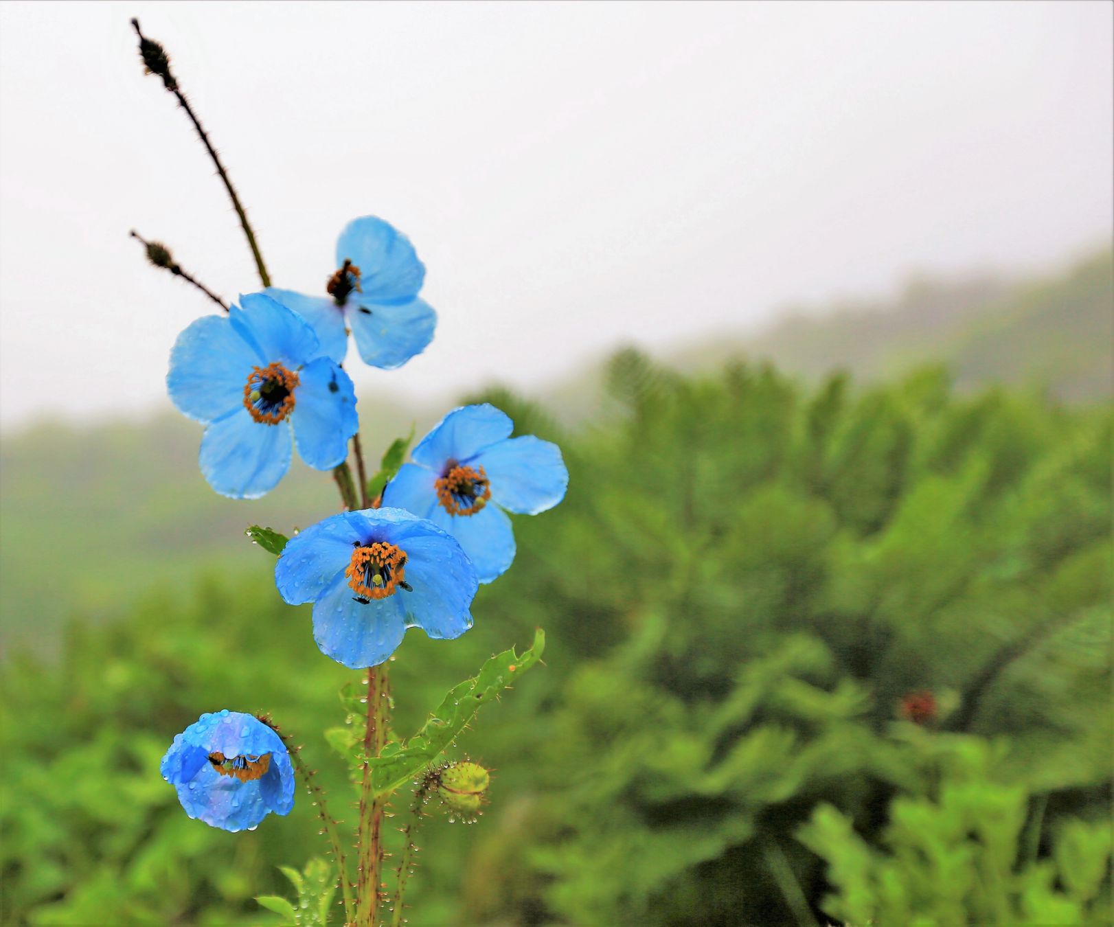 Il papavero blu dell'Himalaya ©lakkana savaksuriyawong / Shutterstock
