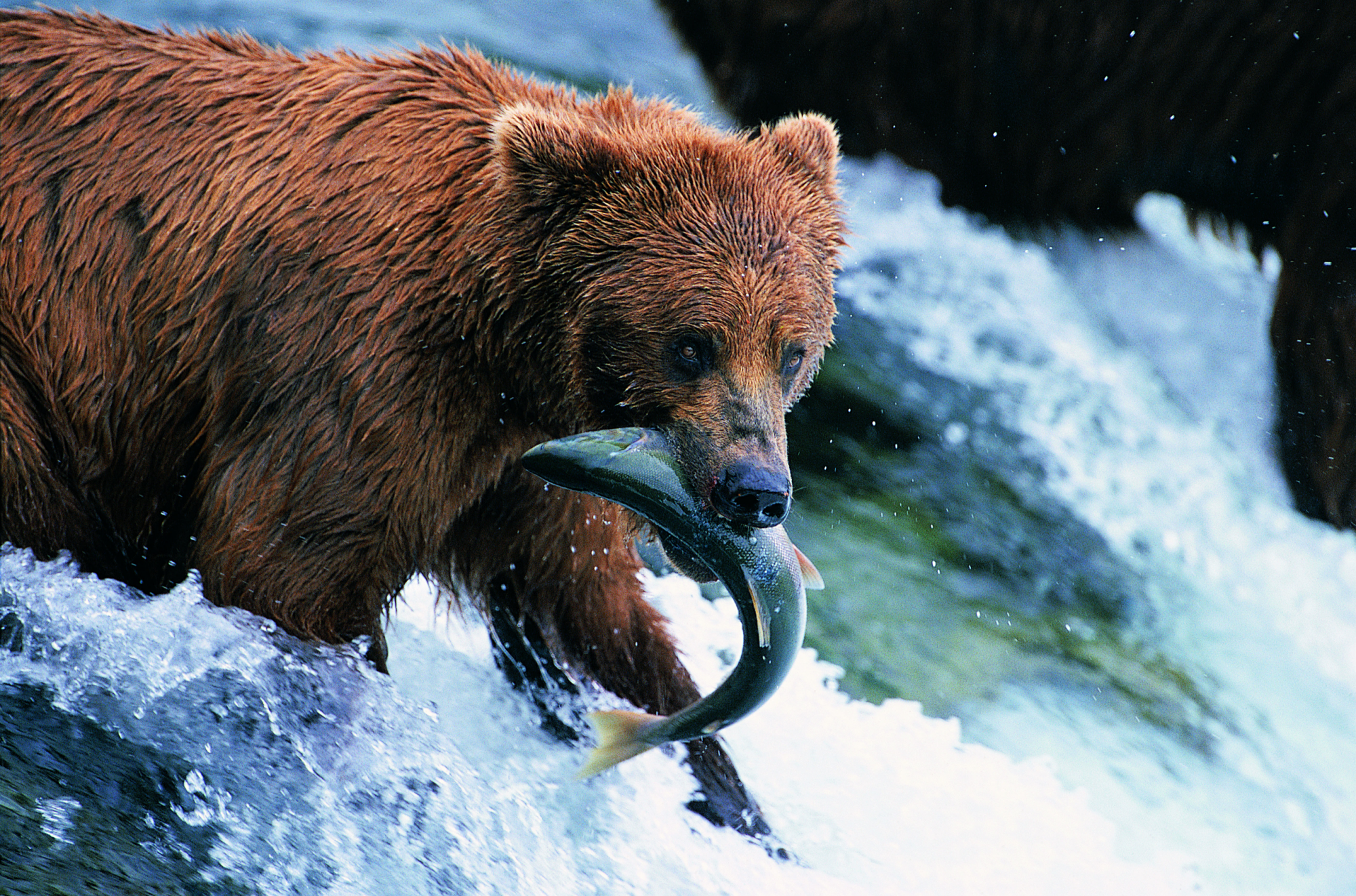 Orsi bruni in Alaska
