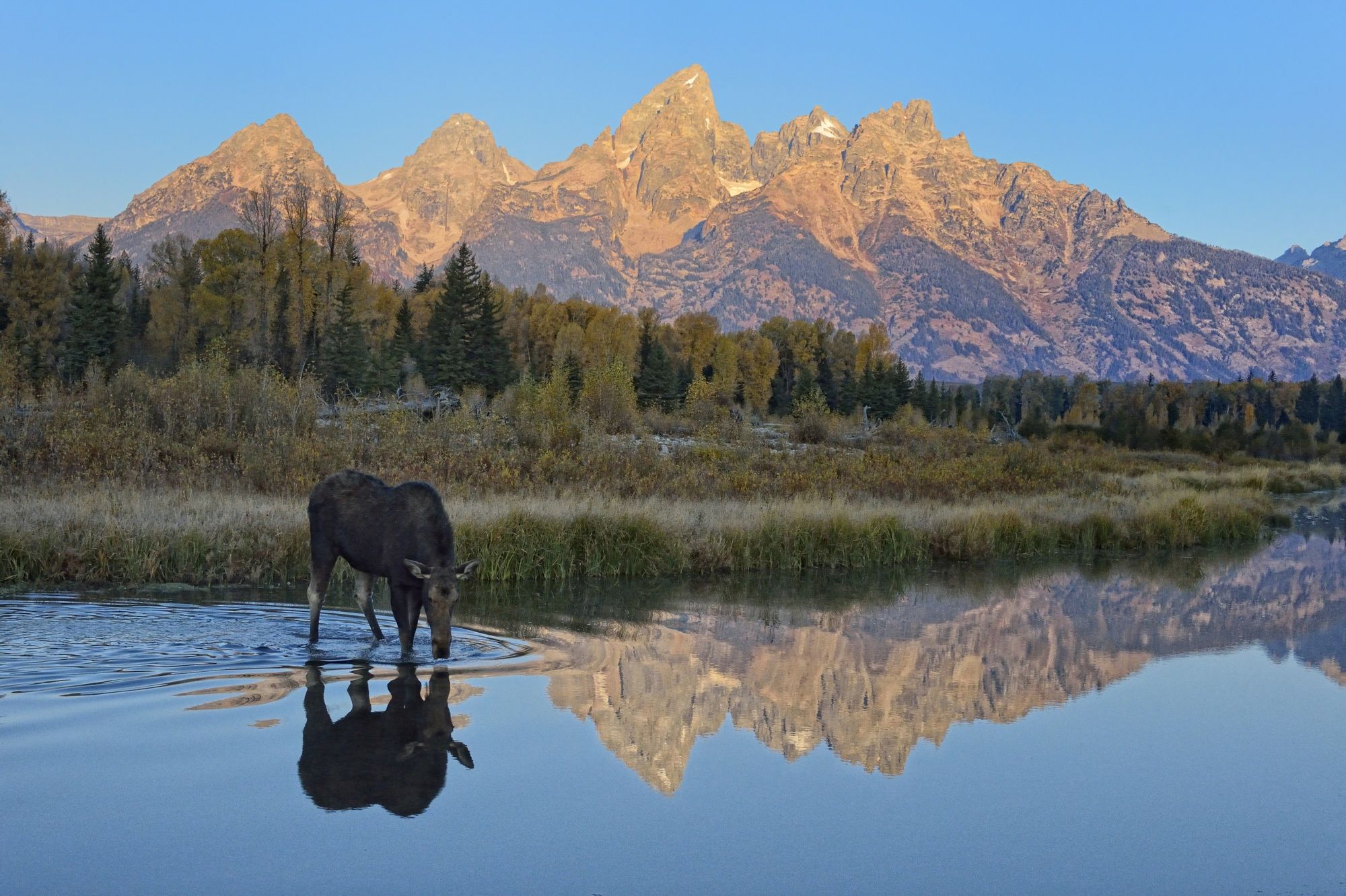 Alce nel Parco Nazionale del Grand Teton, Wyoming