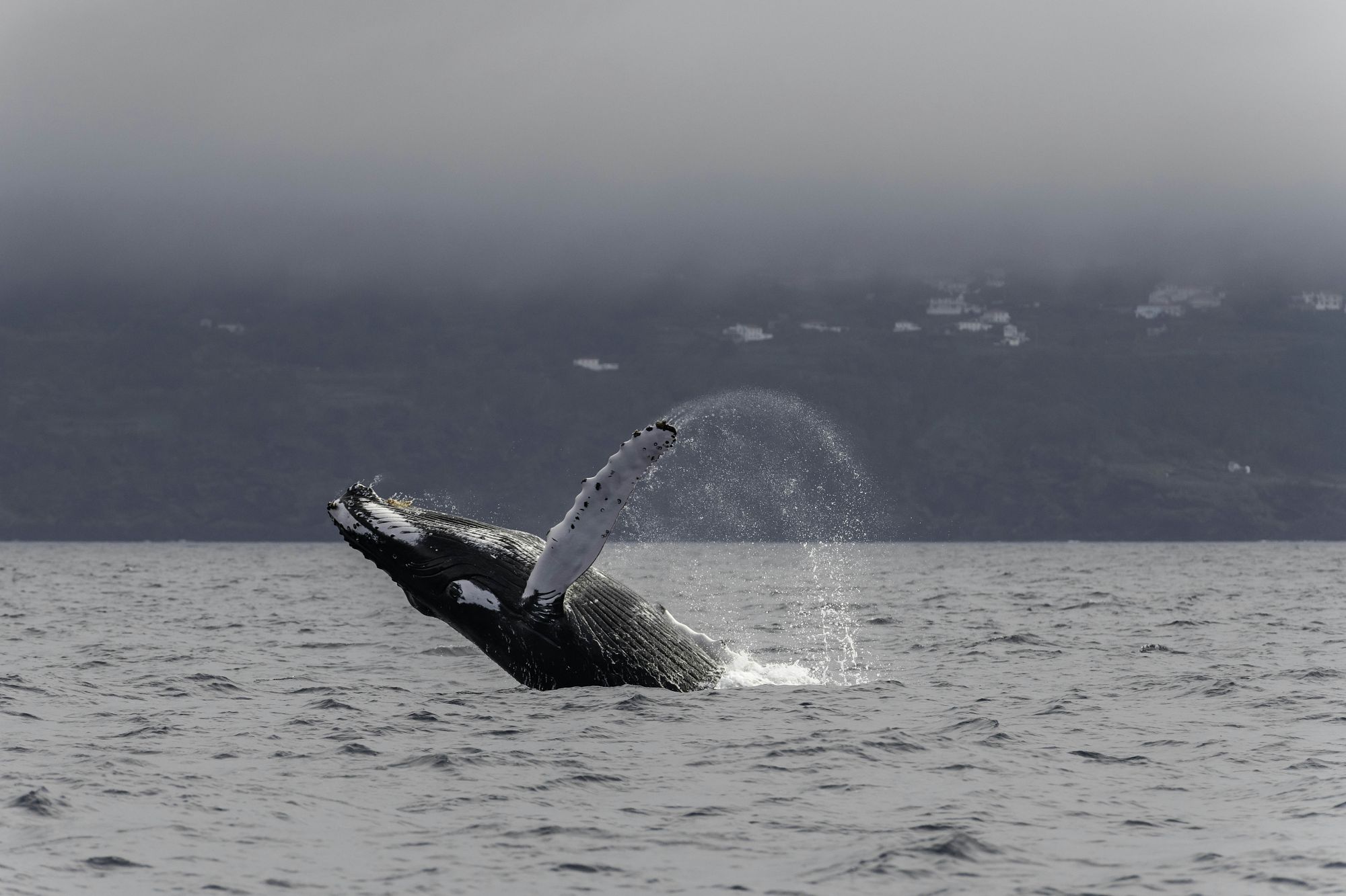 Il whale watching è una delle attività più praticate a Pico. © by wildestanimal / Getty Images