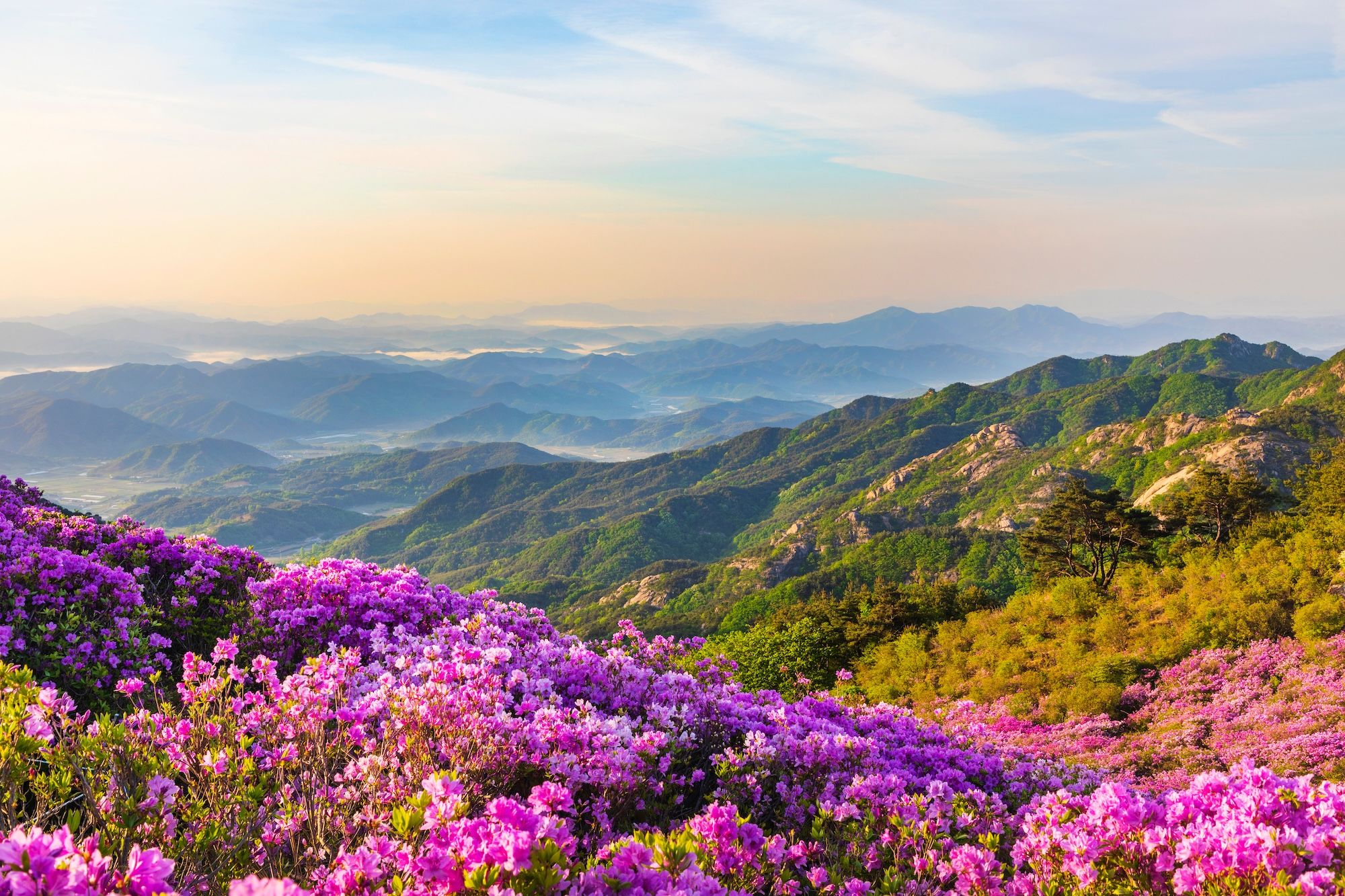 L’azalea reale rosa sboccia sul monte Hwangmaesan vicino a Hapcheongun ©Shutterstock
