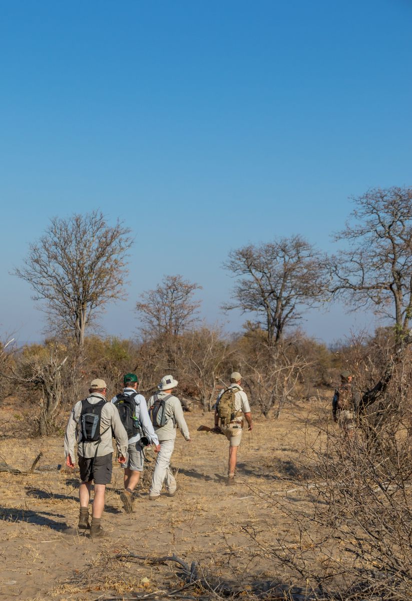 safari africa