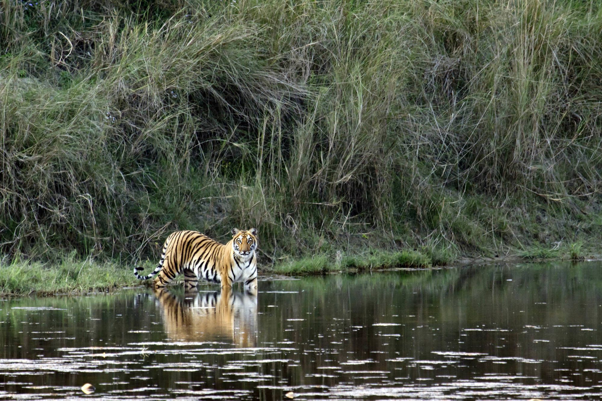 Una tigre (Panthera tigris) entra in acqua, Uttarakhand