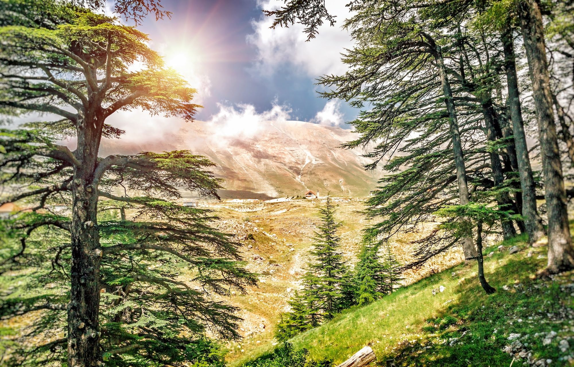 Il cedro del Libano è un simbolo biblico di forza che rappresenta il paese ©Anna Om/Shutterstock