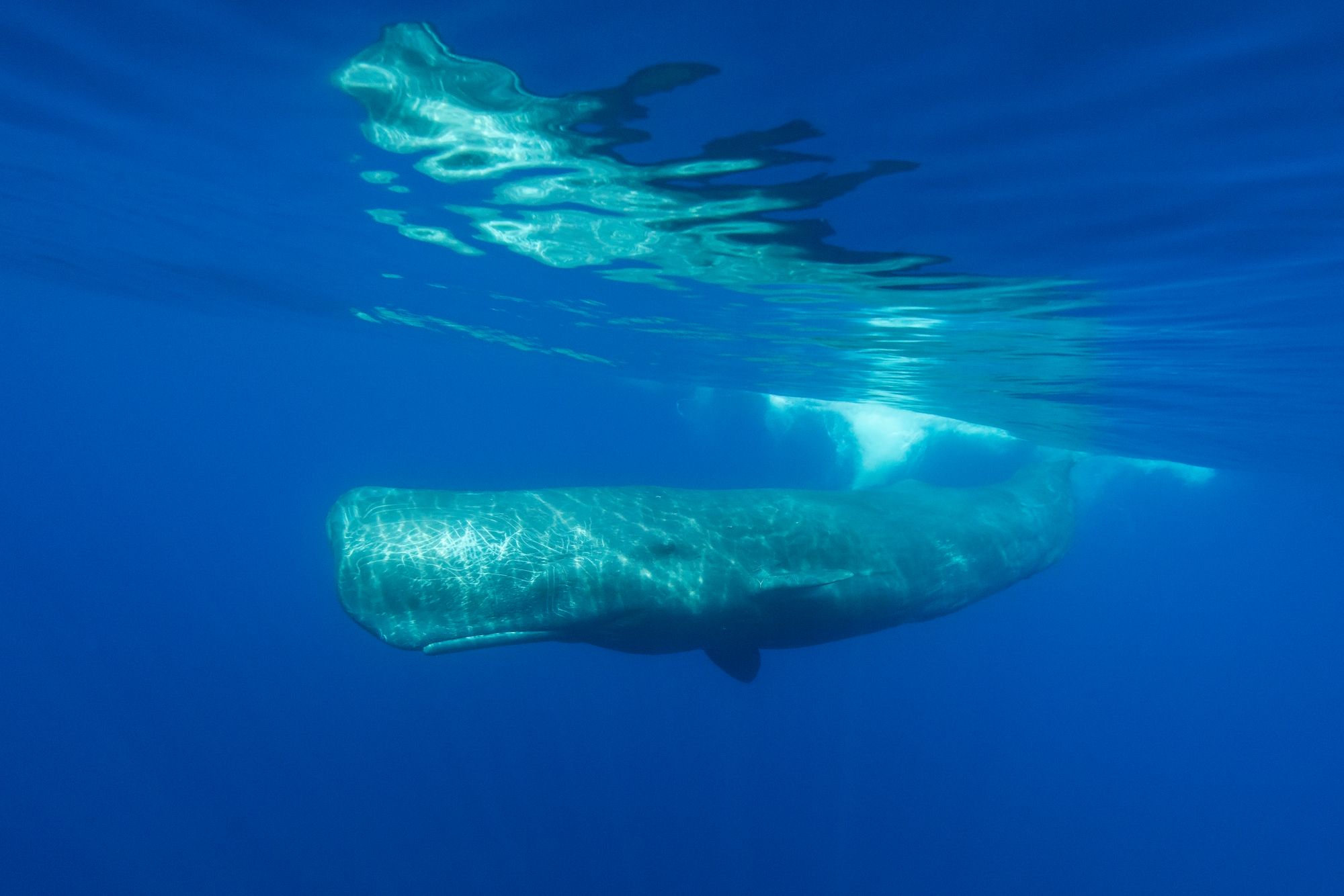 Capodoglio nel Santuario Pelagos ©wildestanimal / Shutterstock