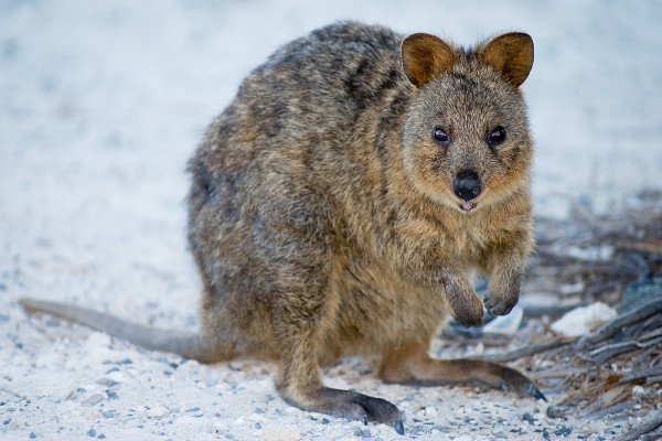 Quokka a Rottnest Island © Rottnest Island Authority