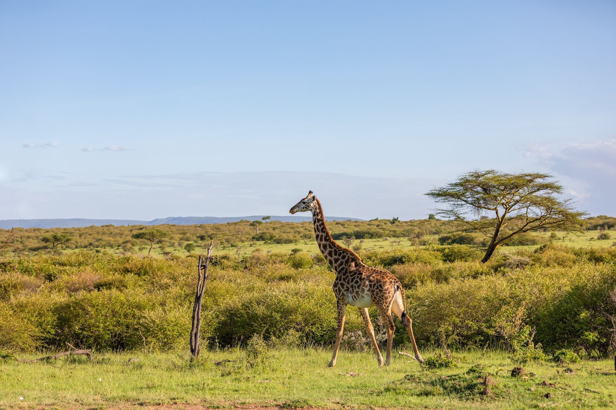 Una giraffa nella Naboisho Conservancy ©Gunter Nuyts