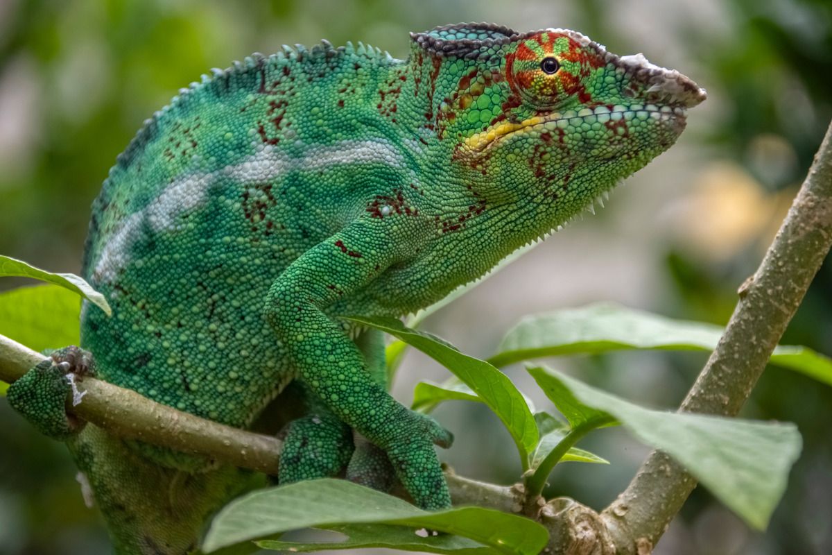 madagascar quando andarci