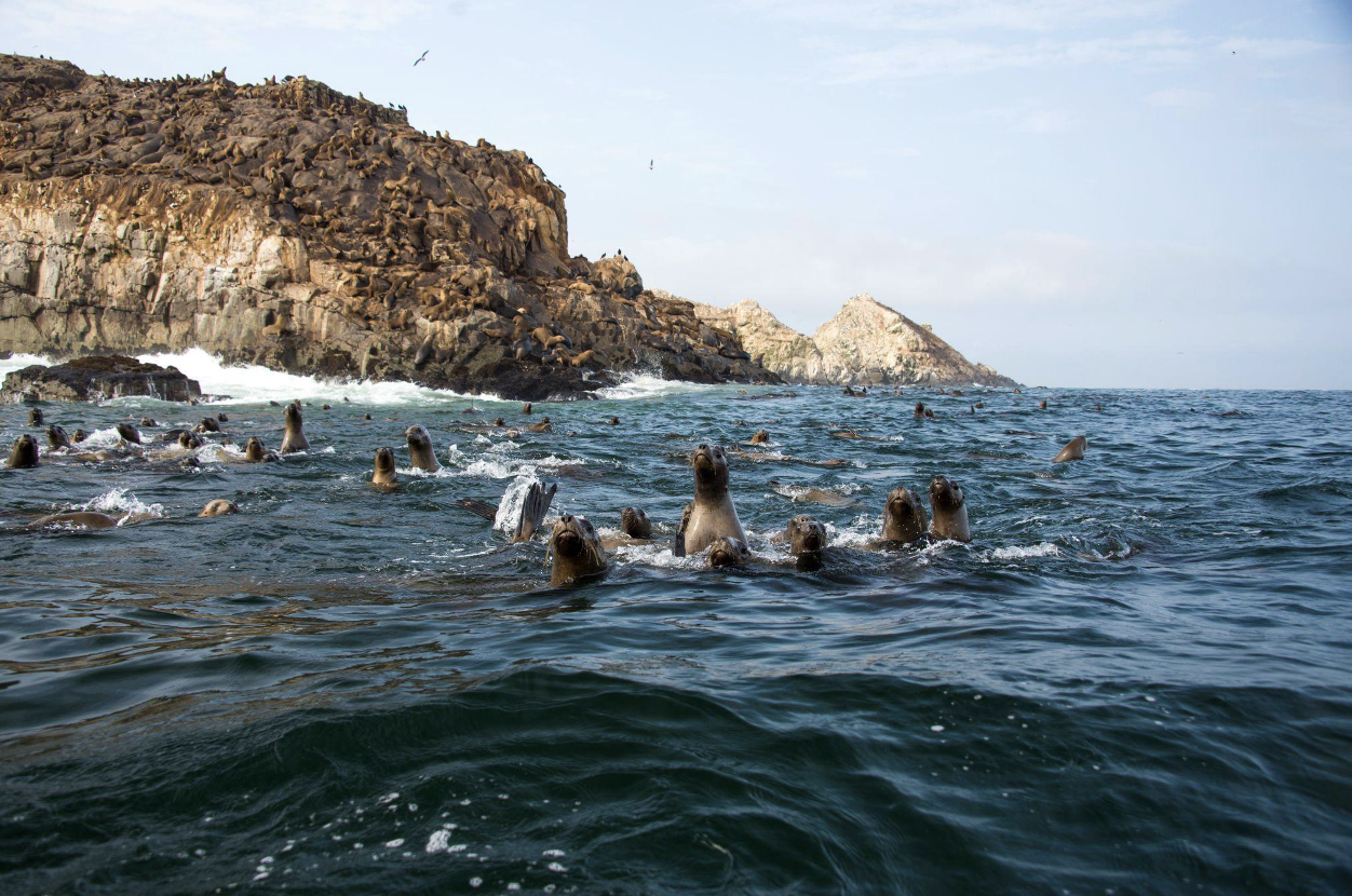 Leoni marini in acqua alle isole Palomino in Perù