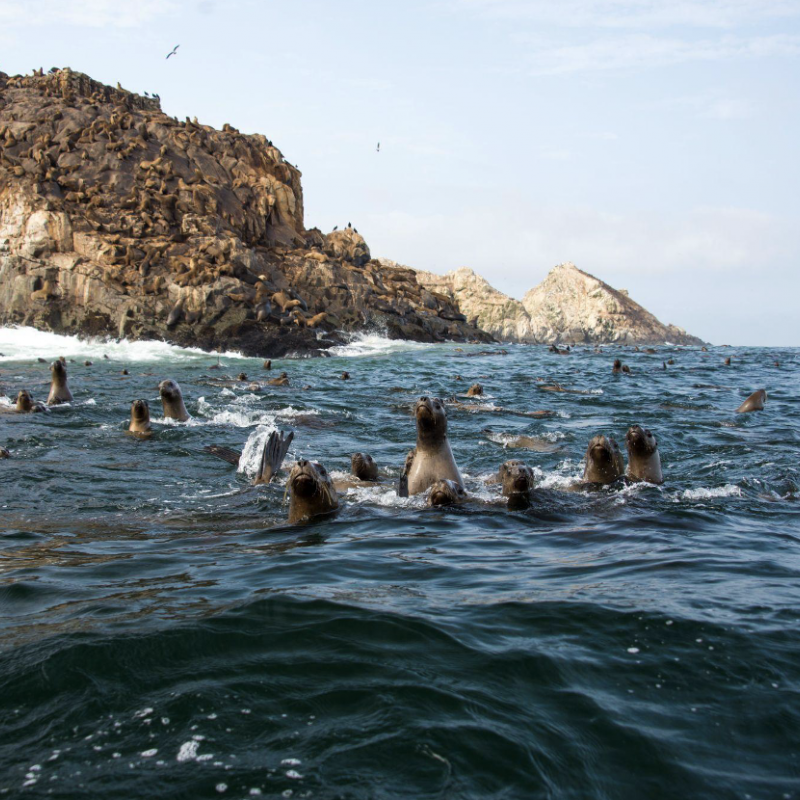 Leoni marini in acqua alle isole Palomino in Perù