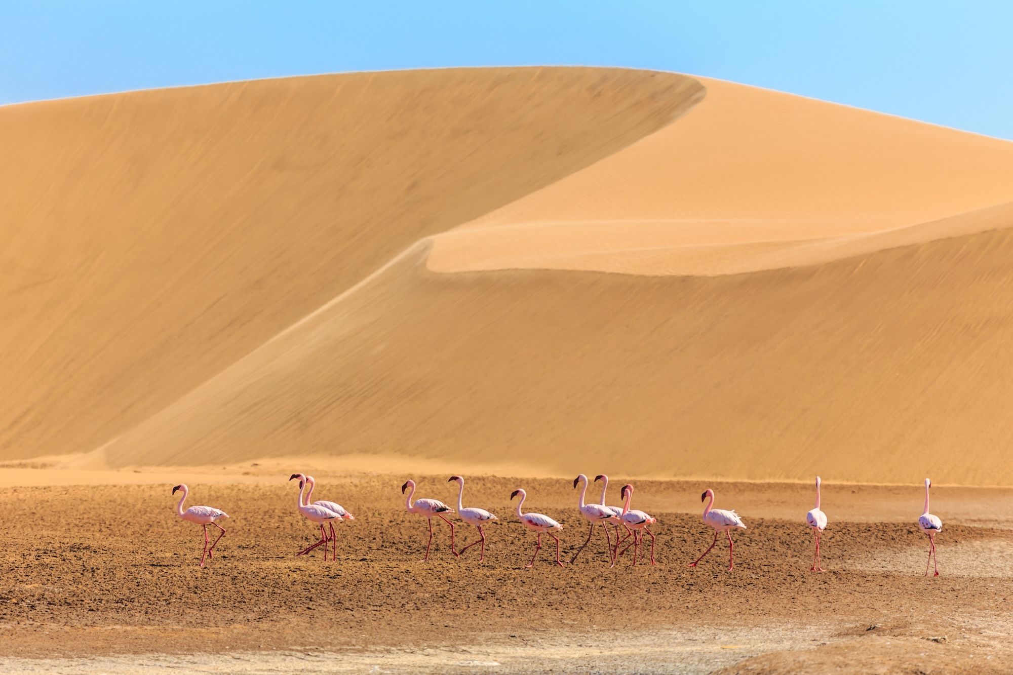 Fenicotteri nel deserto del Kalahari ©Vadim_N/Shutterstock