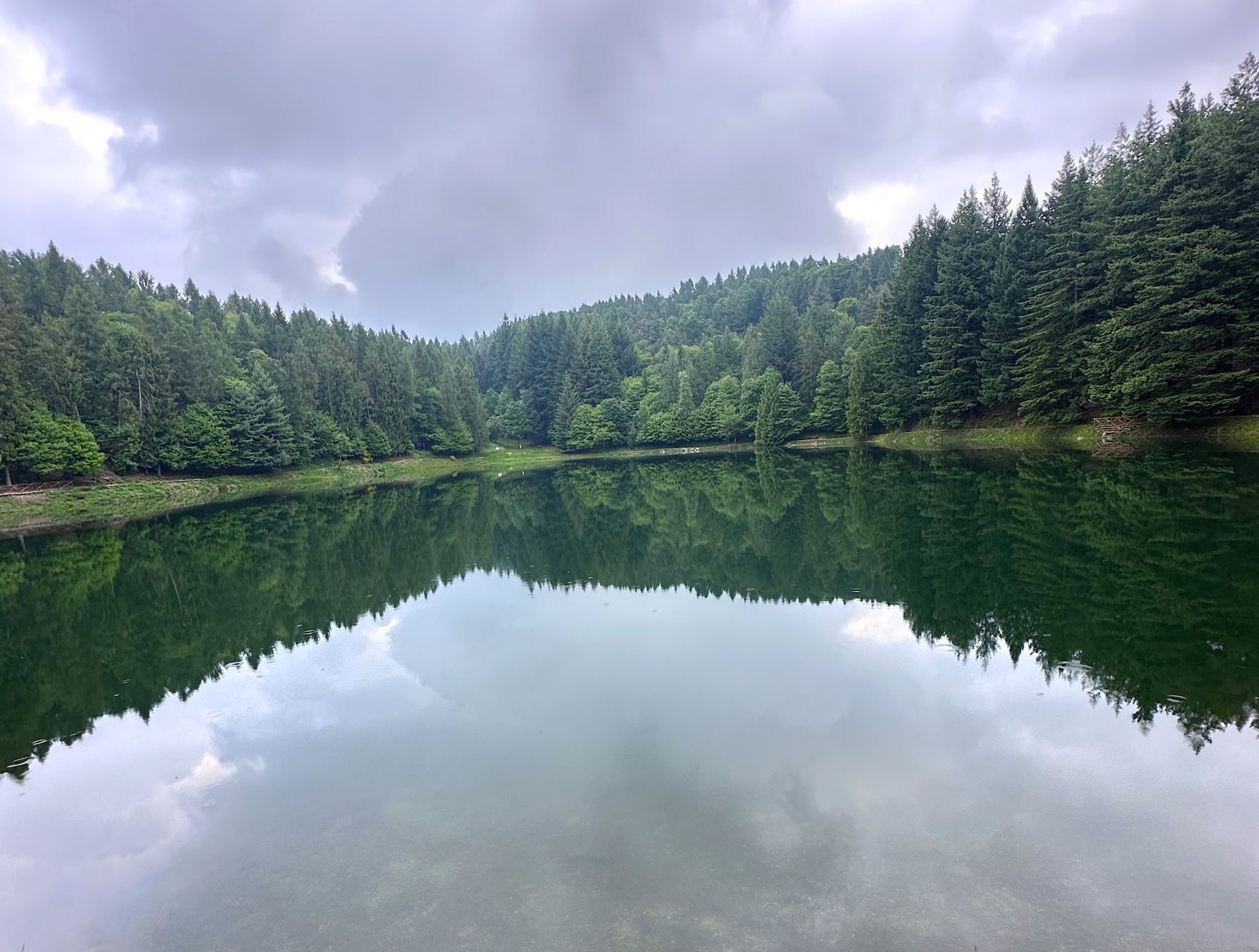 Gli abeti del Lago di Meugliano