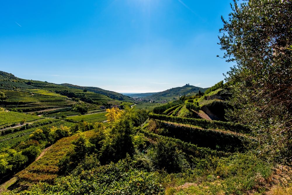 Vigneti della Valpolicella. Credits AlviseZiche / Shutterstock