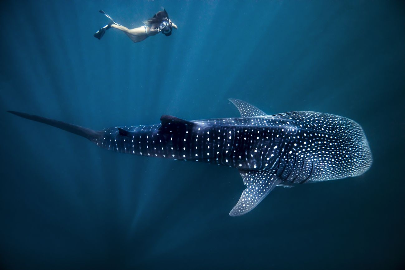 Ningaloo Marine Park ©Tourism Western Australia