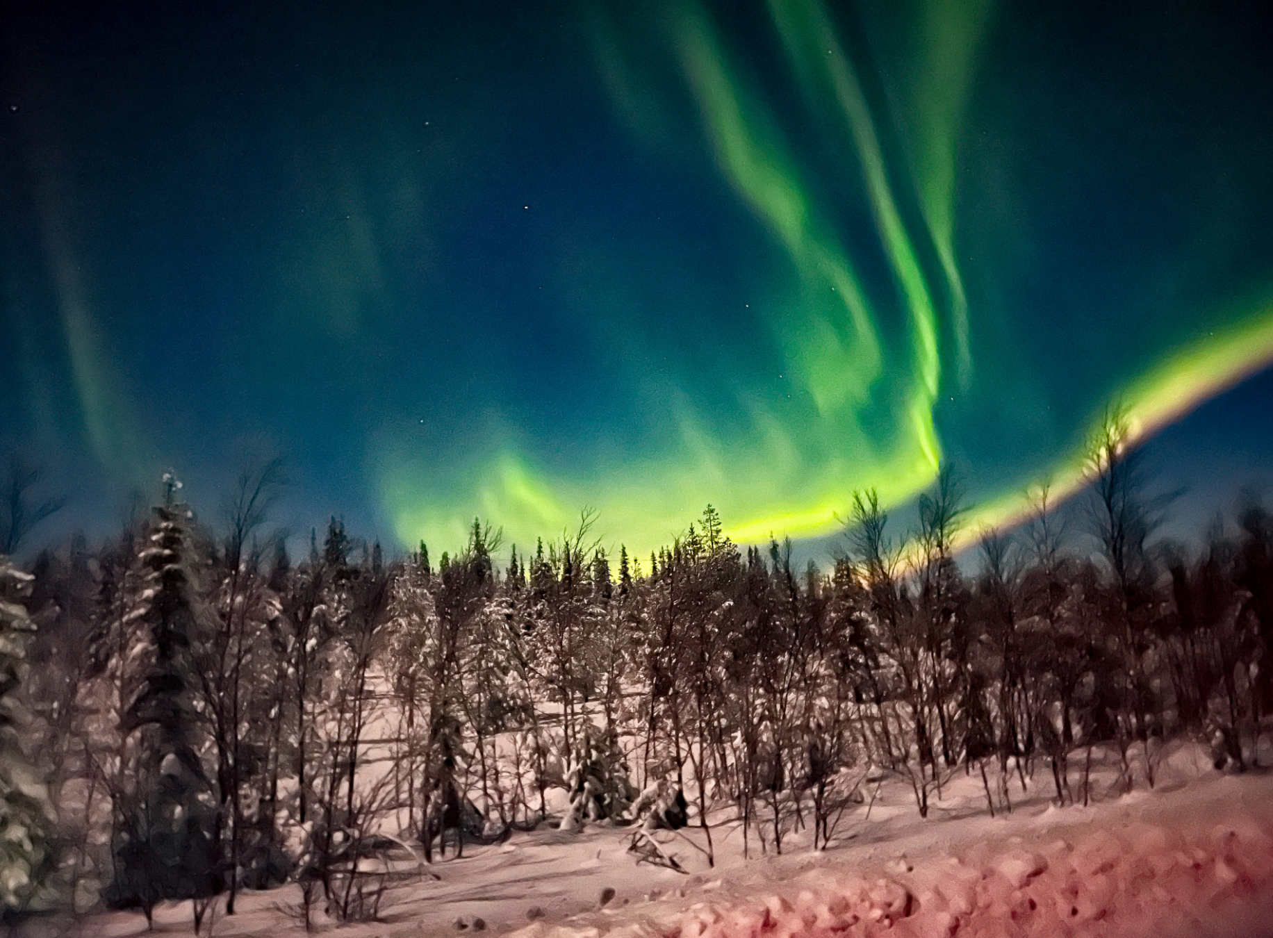 Aurora boreale in Lapponia su bosco di pini