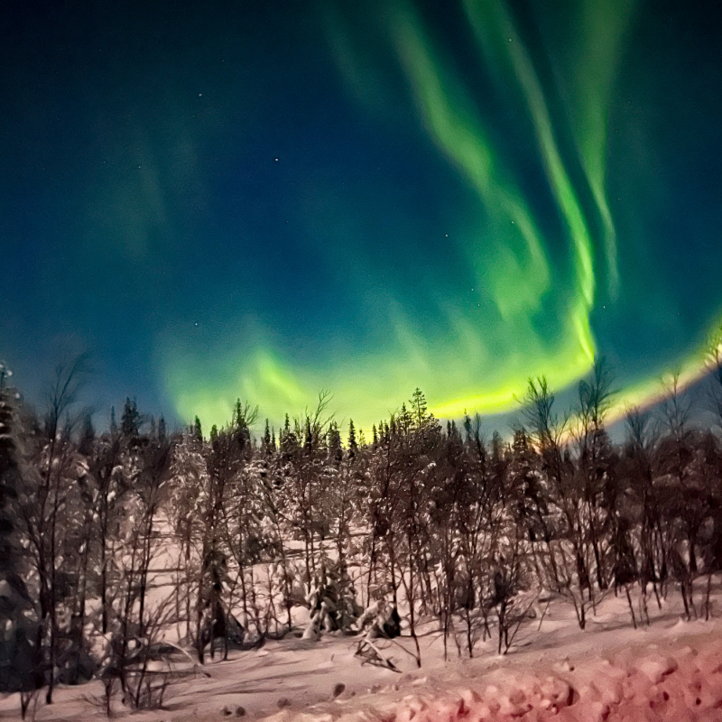 Aurora boreale in Lapponia su bosco di pini