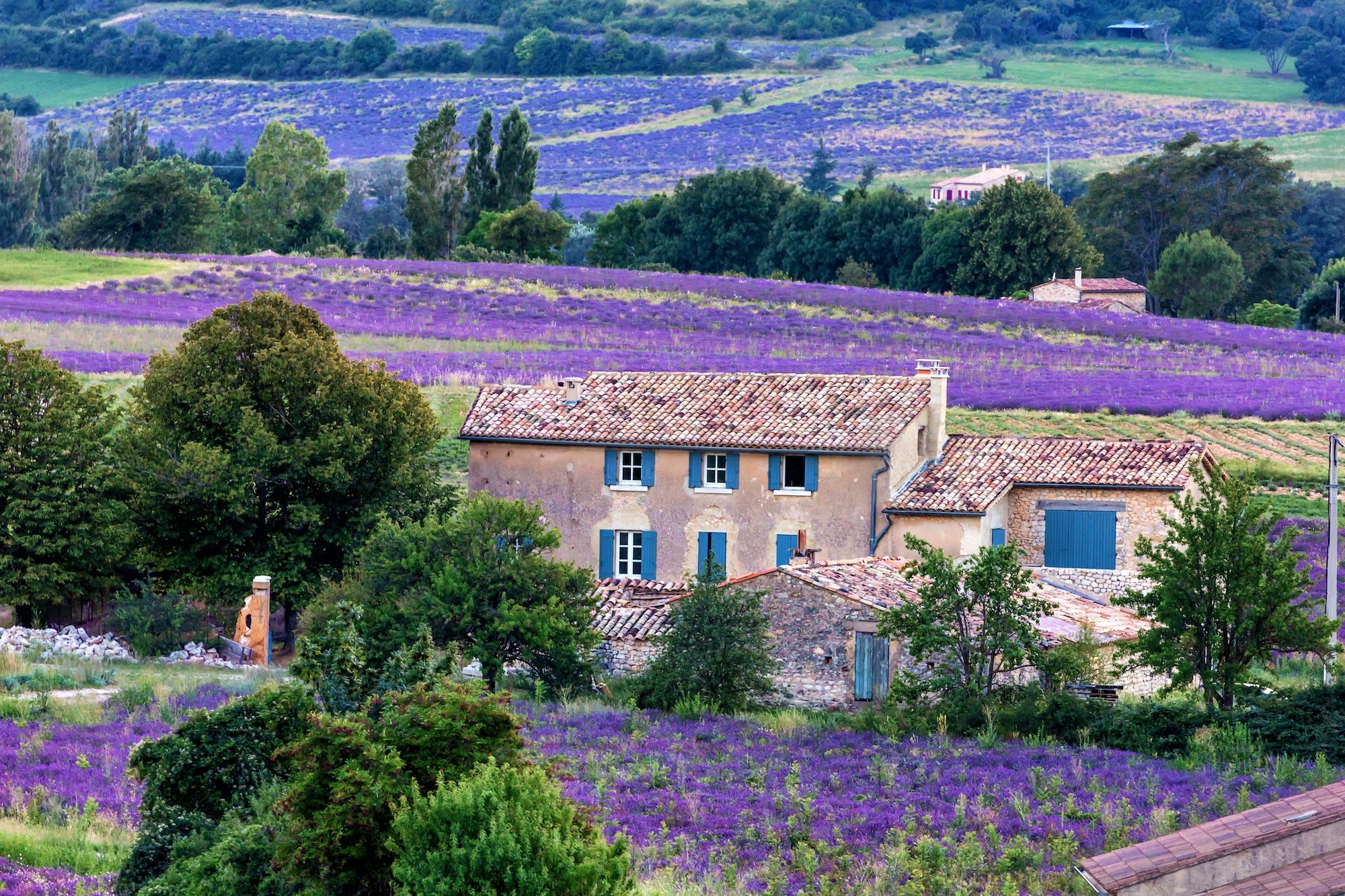 Un campo di lavanda a Sault ©Kanuman/Shutterstock
