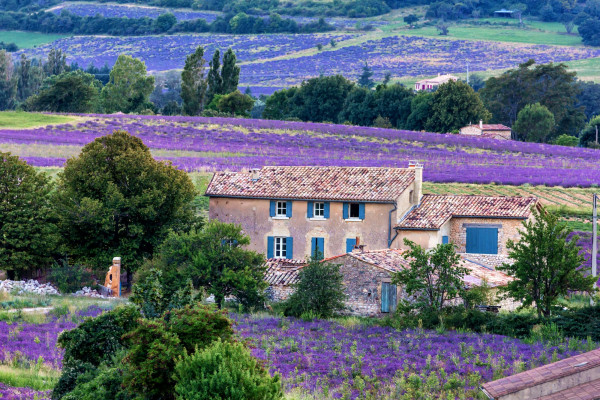 Un campo di lavanda a  Sault ©Kanuman/Shutterstock