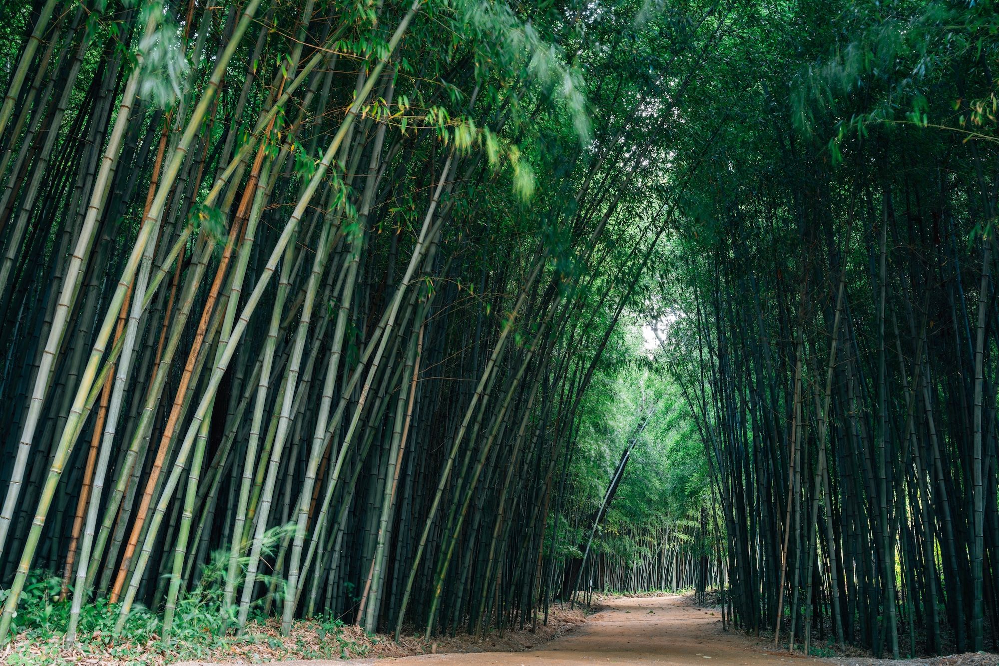 La Juknokwon Bamboo Forest ©Sanga Park/Shutterstock