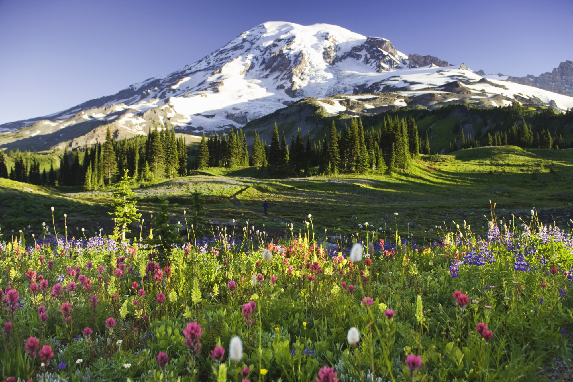 fiori selvatici sui pascoli del mount rainer, usa