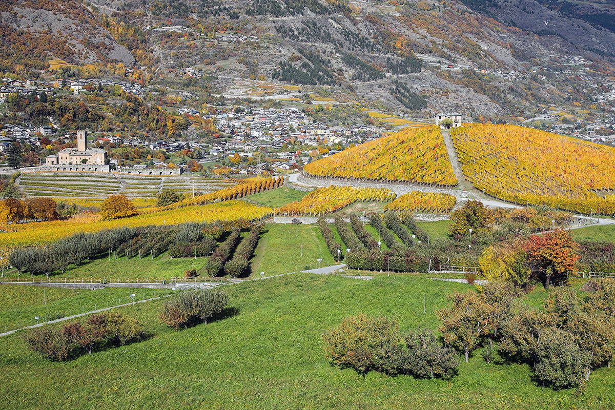 Vigneti e il castello di Sarre, Valle d'Aosta. Credits Enrico Romanzi
