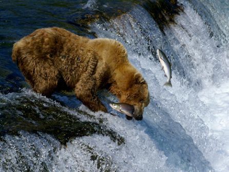 A caccia di salmoni - fotografia di Federica Fuser