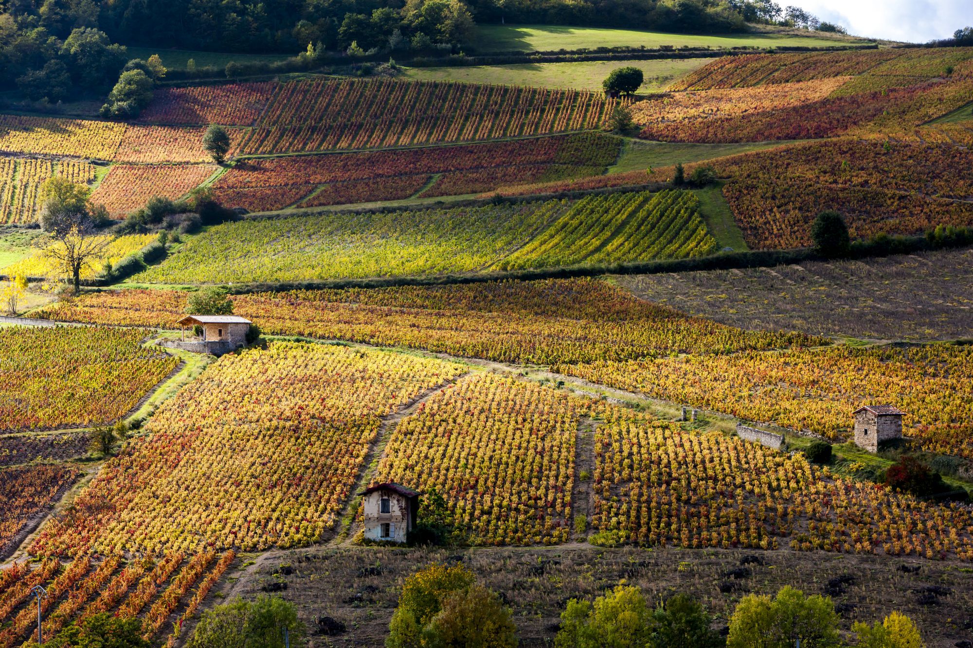 Beaujolais, vigneti, Francia