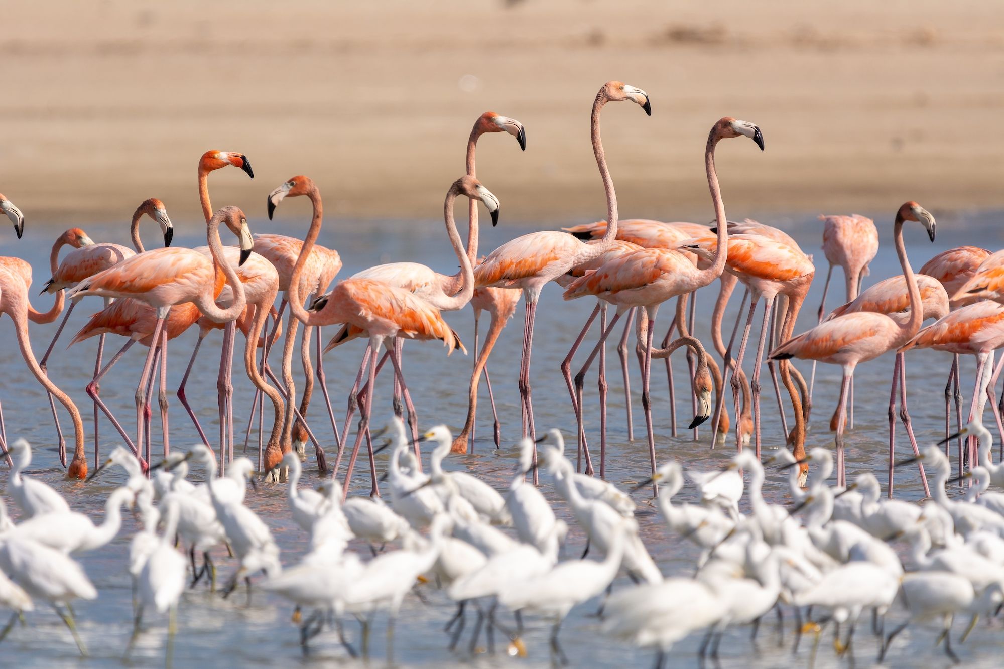 I fenicotteri del Santuario de Fauna y Flora Los Flamencos©Piotr Poznan/Shutterstock