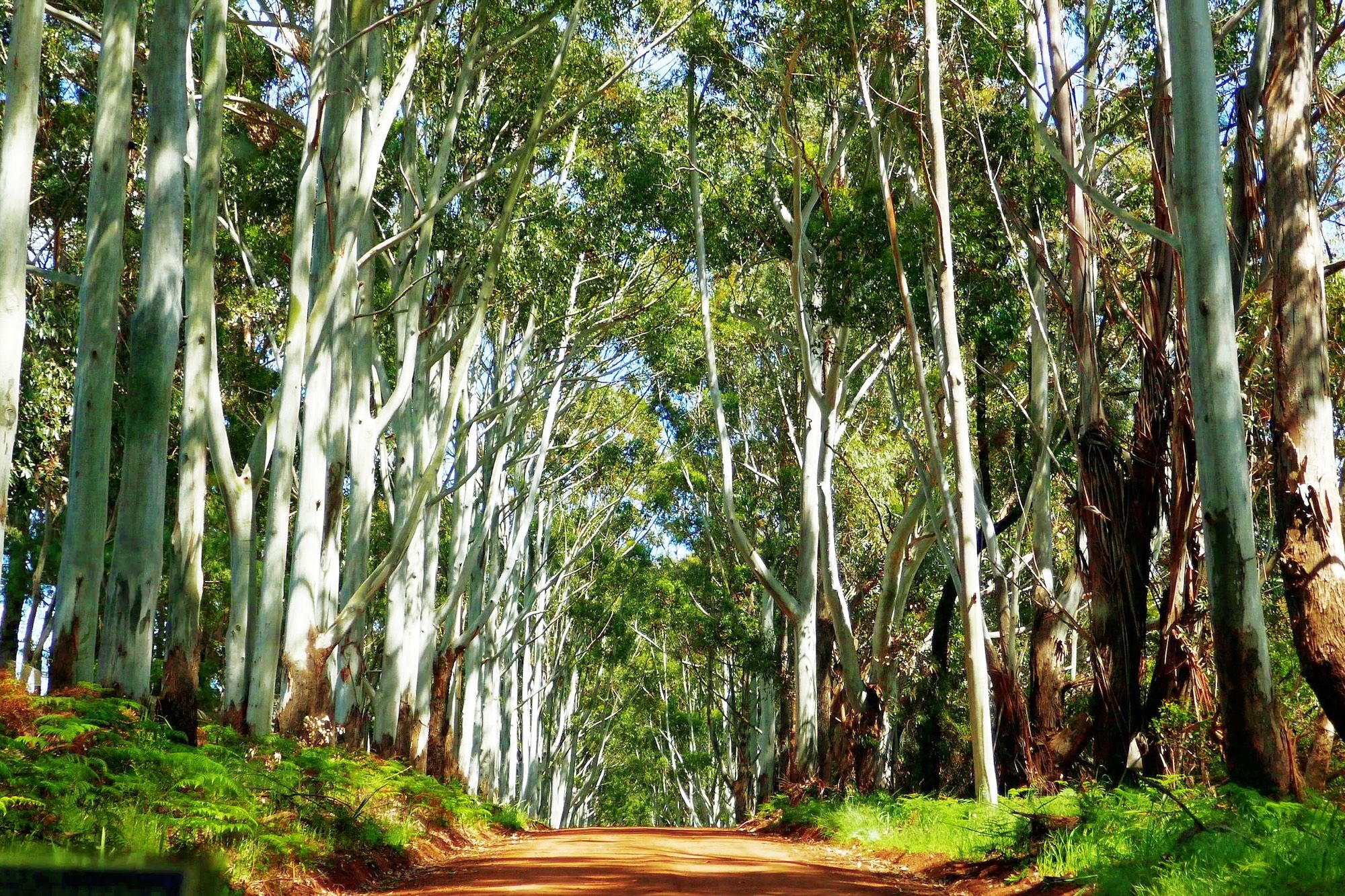 Una foresta di eucalipti © TanniM/Shutterstock