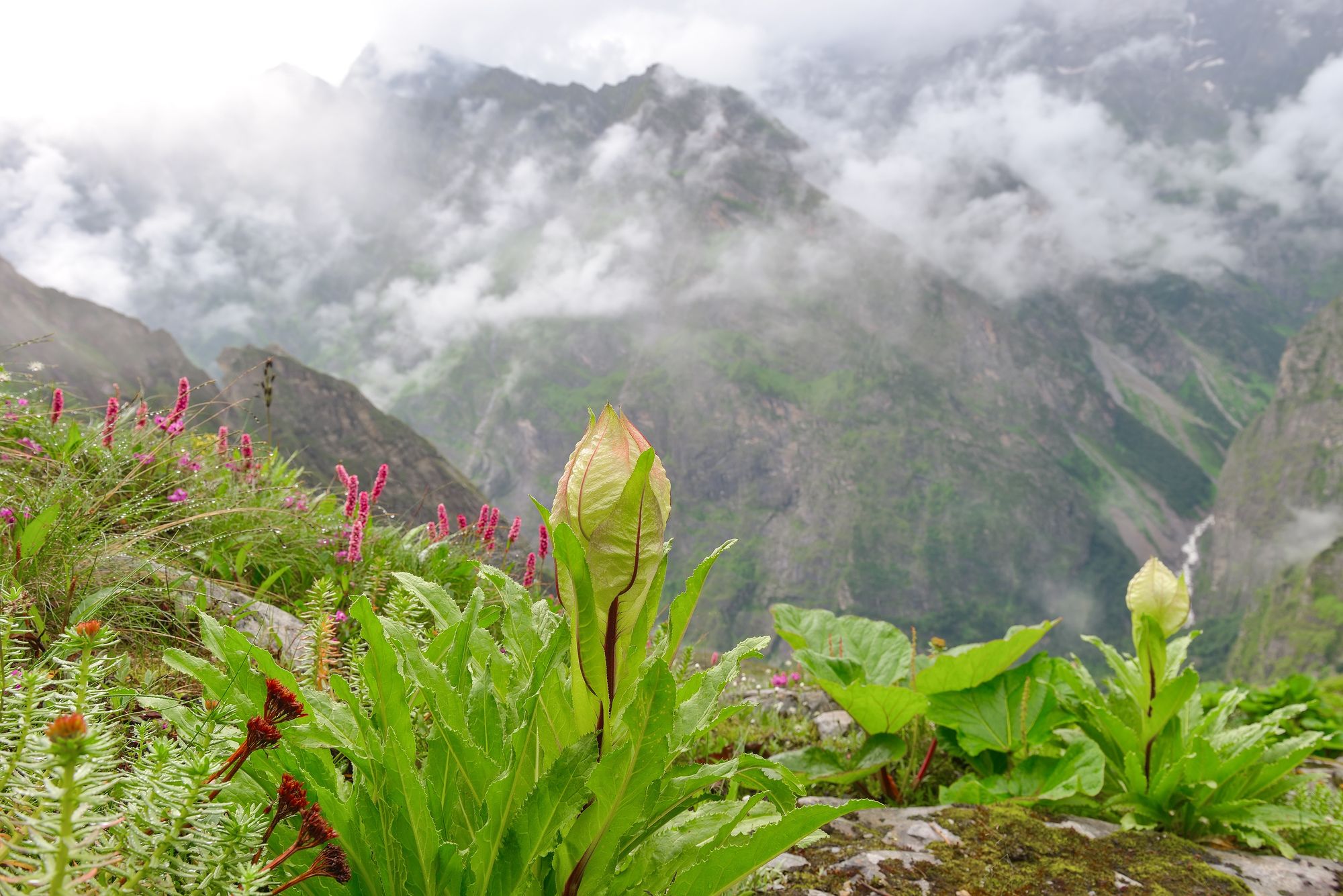 Il fiore simbolo della Valle dei Fiori è il Brahma Kamal ©yakthai/Shutterstock