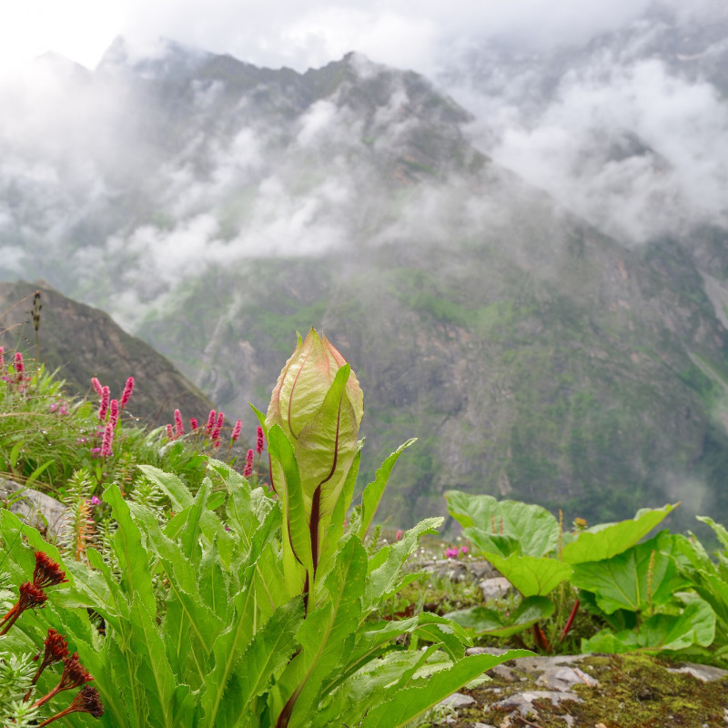 Il fiore simbolo della Valle dei Fiori è il Brahma Kamal ©yakthai/Shutterstock