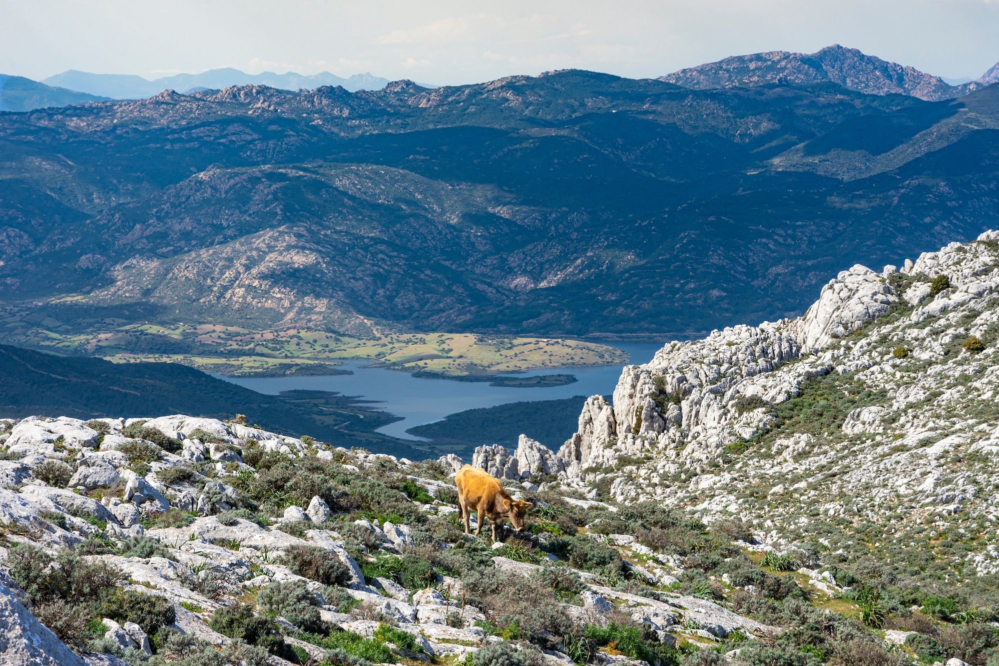 Una mucca nel Supramonte ©Frank Lambert /Shutterstock