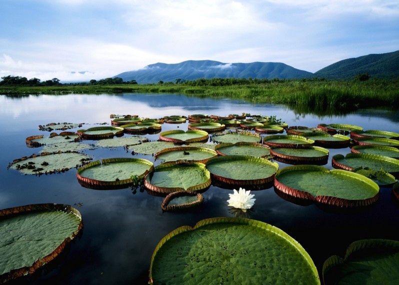 Alba sul fiume a Pantanal, Brazile. ©Nat Photos/Getty Images