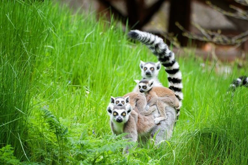 Attento, il lemuri ti osservano © Ondrej Chvatal