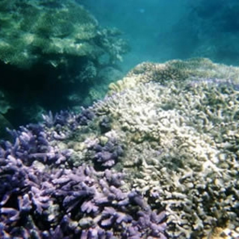 Australia, Great Barrier Reef © Fotografia di Andrea Pelleriti