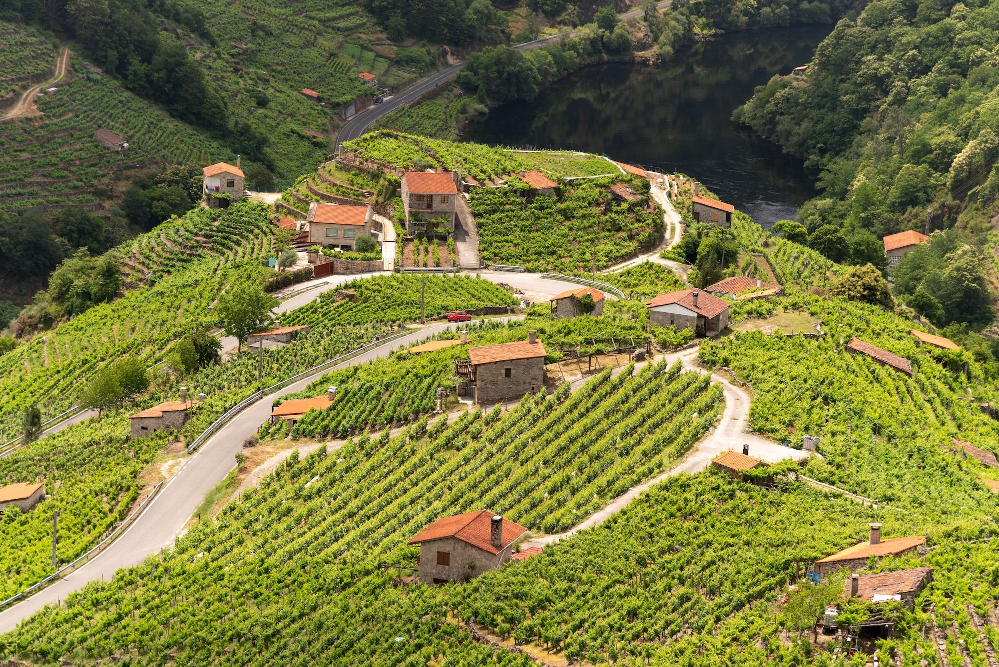 Il fiume Miño tra i vigneti di Ribeira Sacra a Chantada, in Galizia ©Martin Boujon Zappino