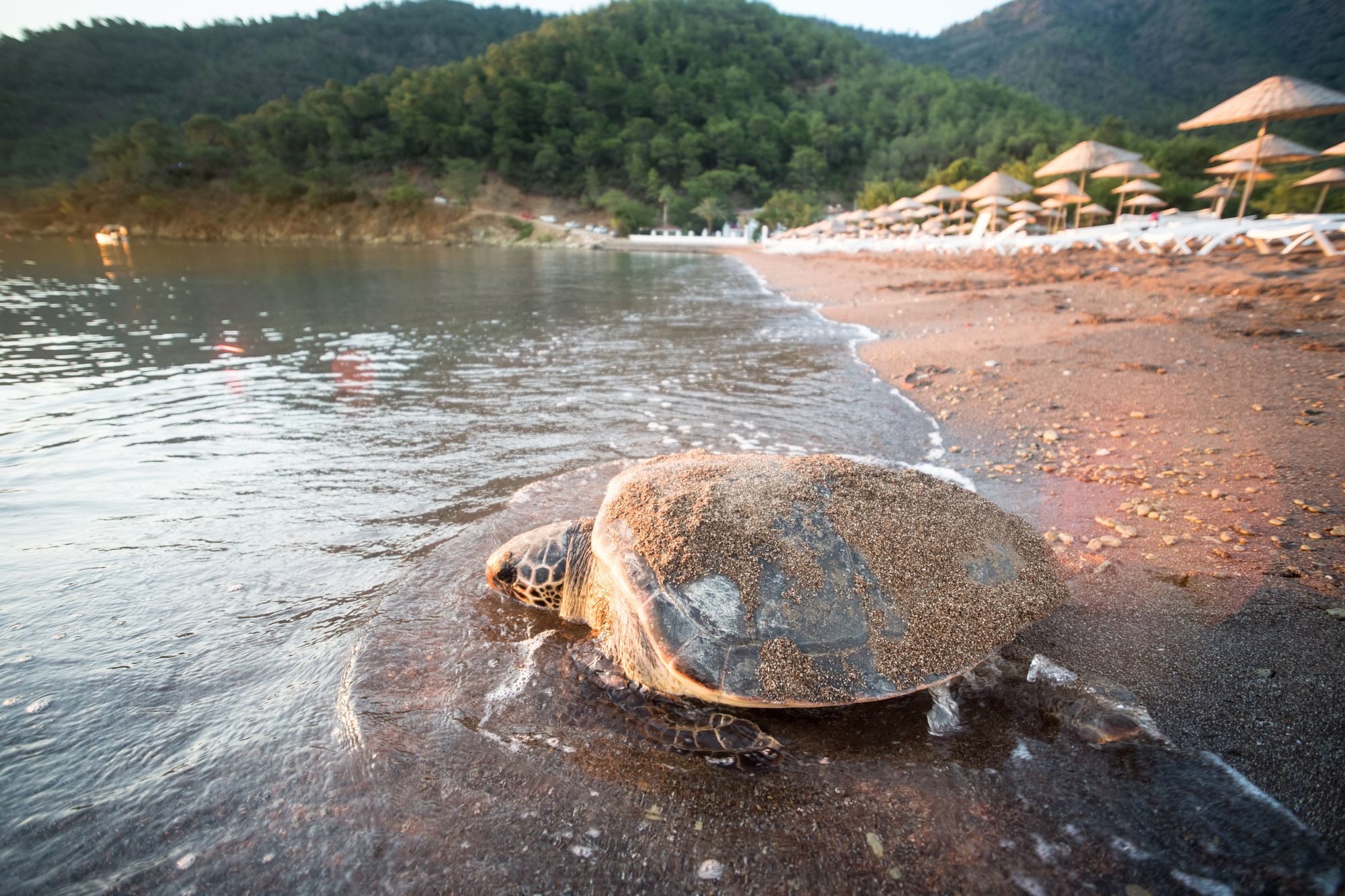 Una tartaruga Carretta carretta, Antalya ©fotopanorama360 / Shutterstock