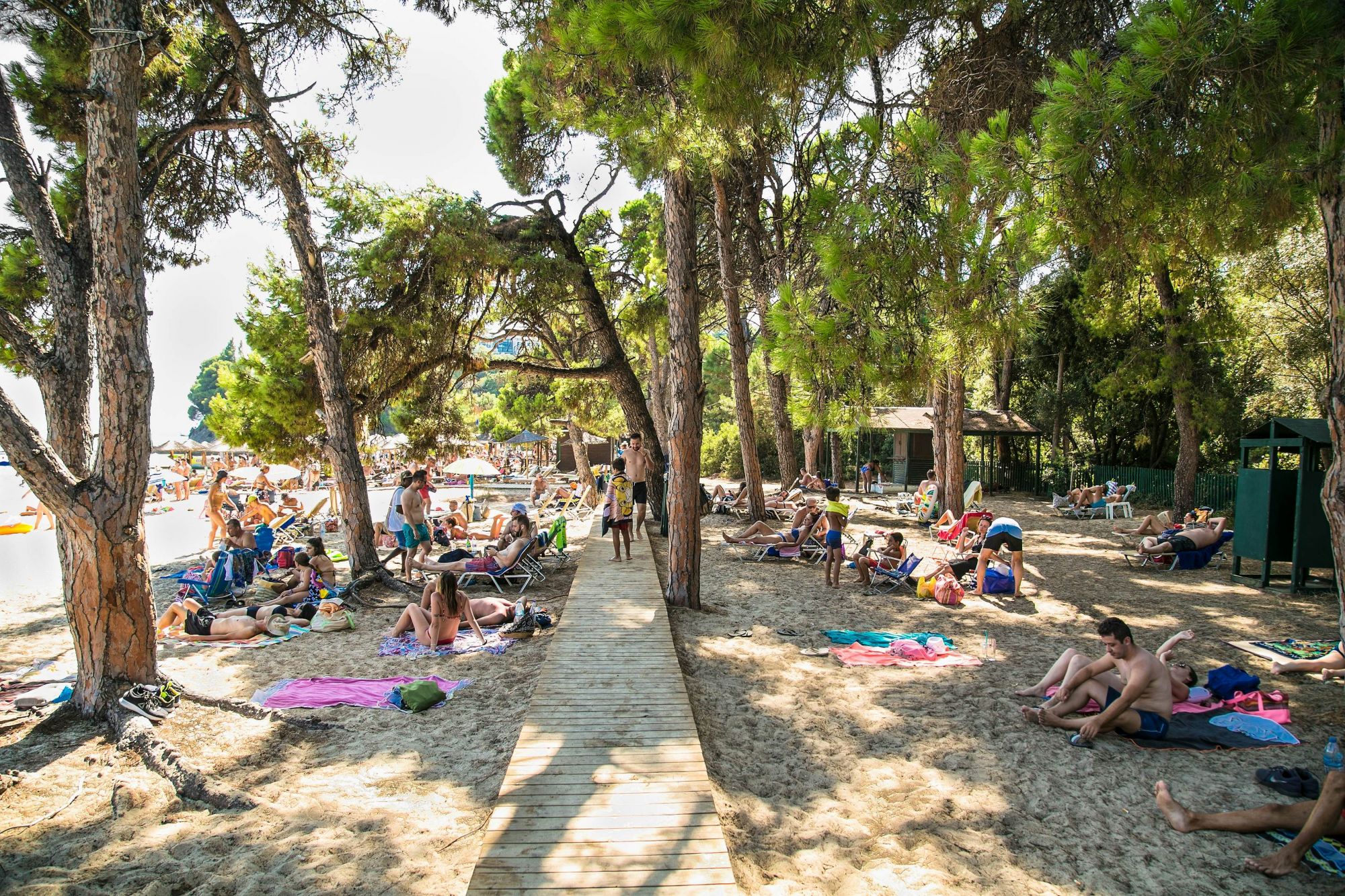 La spiaggia di Koukounaries, all’ombra dei pini © Aleksandar Todorovic / Shutterstock