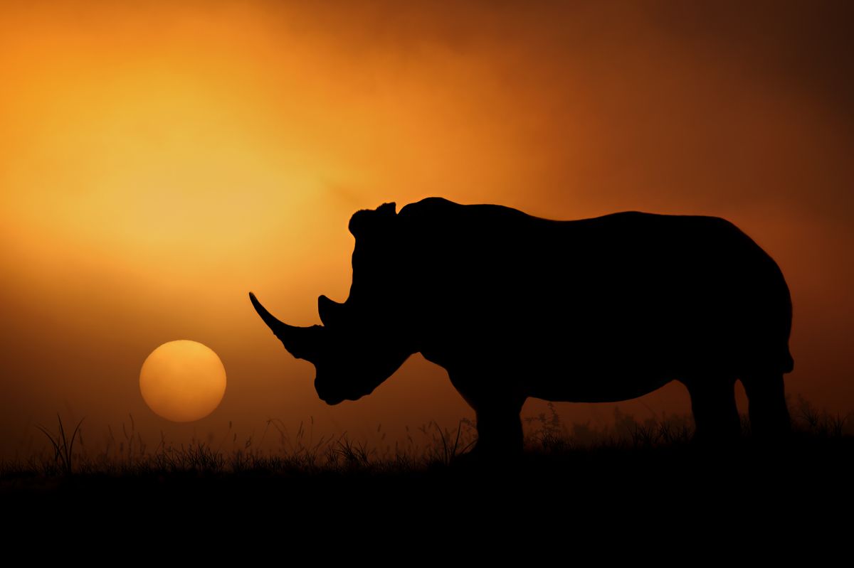 safari sud africa