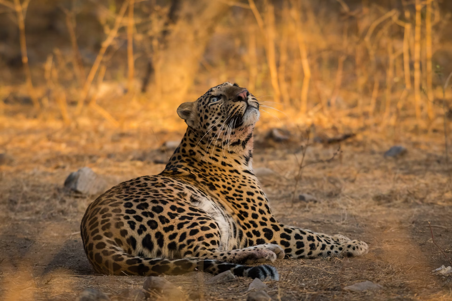 Ammirate da vicino queste splendide creature al Jhalana Leopard Park. Sourabh Bharti/Shutterstock