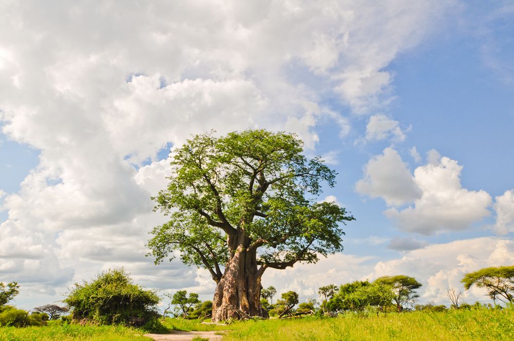 Baobab nello zambia. Credits Ingrid Heres / Shutterstock