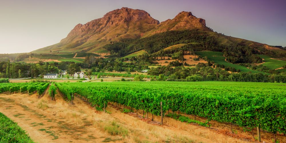 Vigneti vicino a Stellenbosch. Credits LongJon / Shutterstock