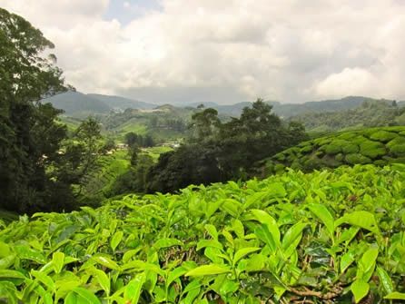 Cameron Highlands, verdi piantagioni di tè