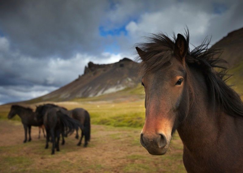 Cavalli selvatici a Heggstadir, islanda. ©David Noton/Lonely Planet