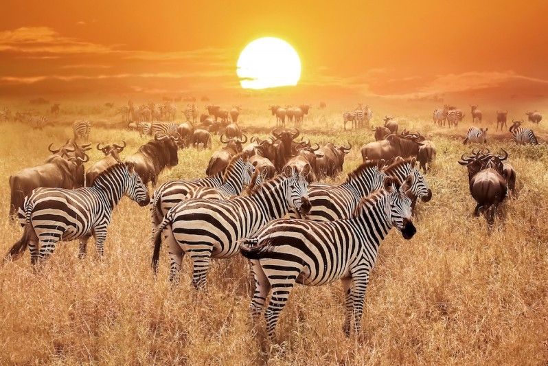 Che folla, al Serengeti! Fotografia © Delbars