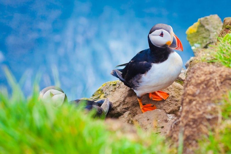 Che tenerezza, i pulcinella di mare! Fotografia © Nikolay Tsuguliev, iStock